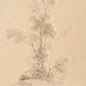 Study of a tree (Étude d'arbre)